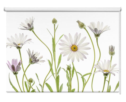 Cape Daisies Printed Picture Photo Roller Blind - 1X1136095 - Art Fever - Art Fever