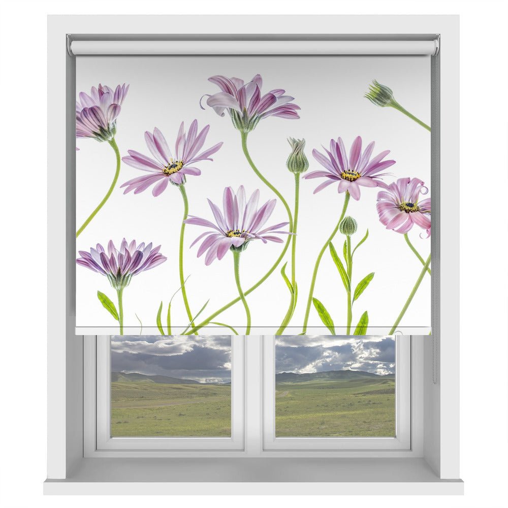Cape Daisies Printed Picture Photo Roller Blind - 1X1283281 - Art Fever - Art Fever