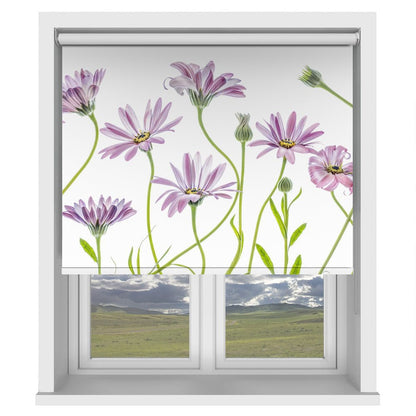 Cape Daisies Printed Picture Photo Roller Blind - 1X1283281 - Art Fever - Art Fever
