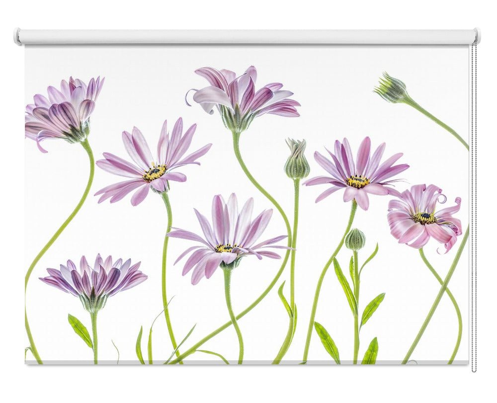 Cape Daisies Printed Picture Photo Roller Blind - 1X1283281 - Art Fever - Art Fever