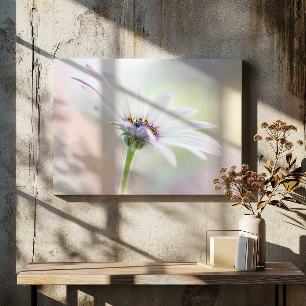 Cape Daisy Canvas Print Wall Art 1X1679846 - ART FEVER - Art Fever