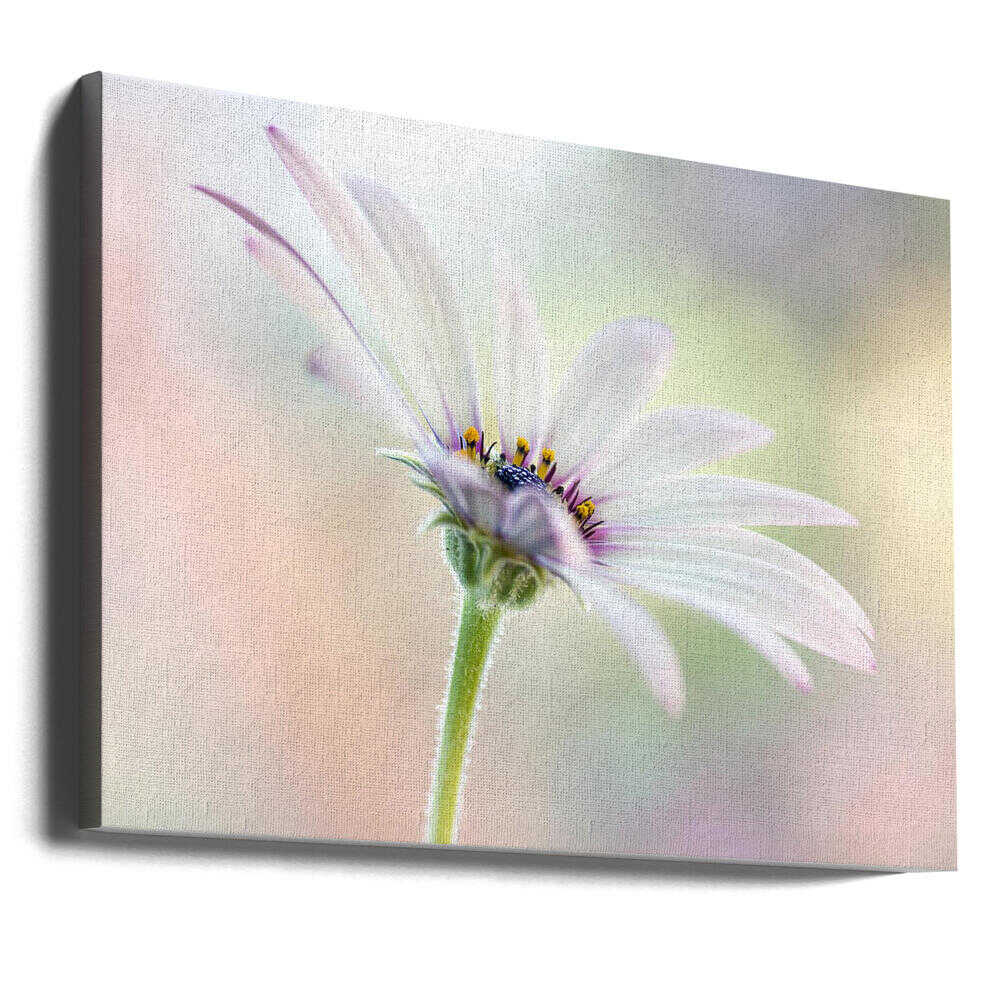 Cape Daisy Canvas Print Wall Art 1X1679846 - ART FEVER - Art Fever