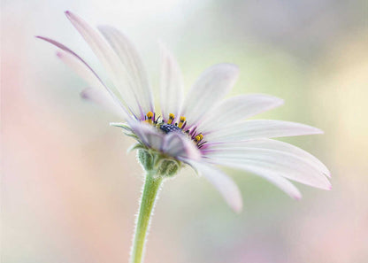 Cape Daisy Canvas Print Wall Art 1X1679846 - ART FEVER - Art Fever