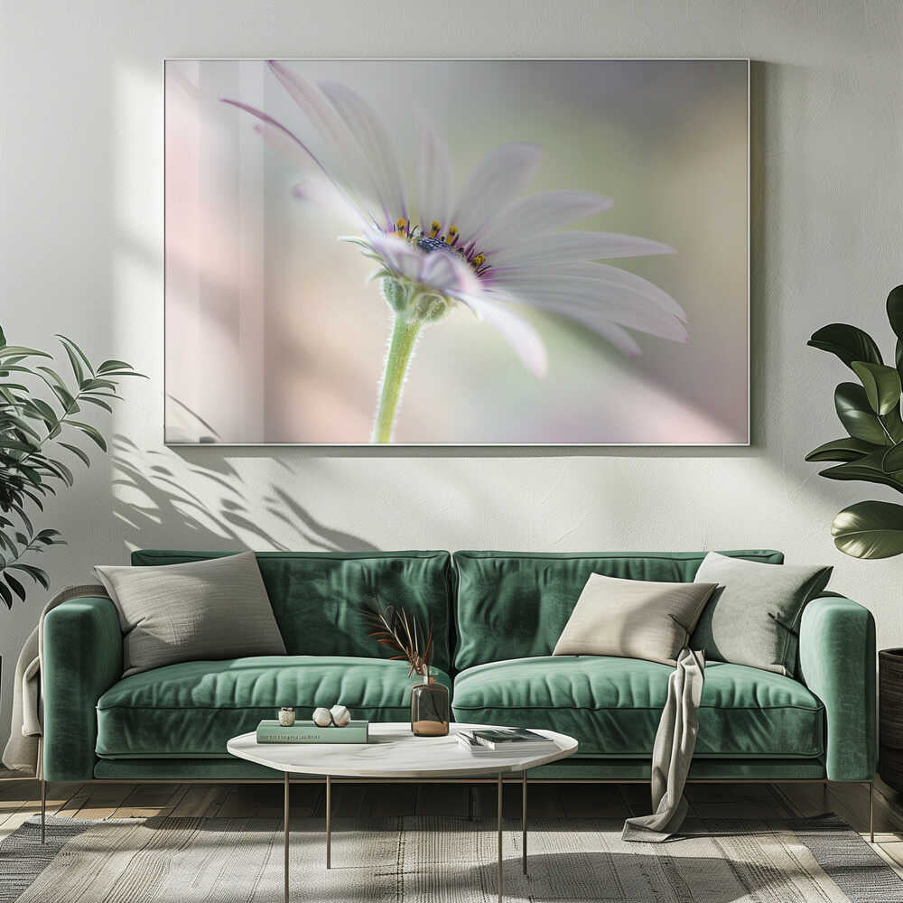 Cape Daisy Canvas Print Wall Art 1X1679846 - ART FEVER - Art Fever