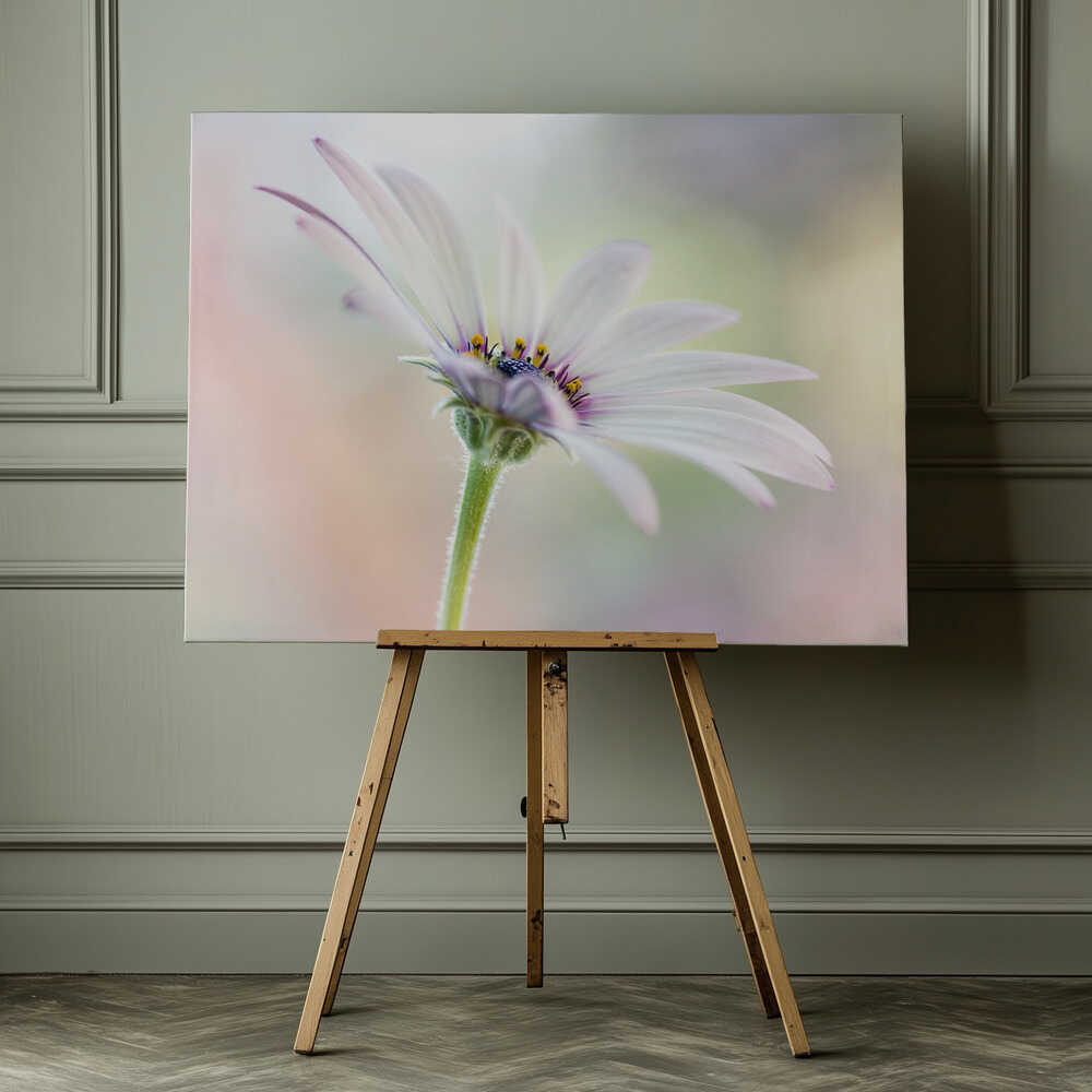 Cape Daisy Canvas Print Wall Art 1X1679846 - ART FEVER - Art Fever