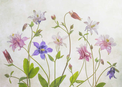 Columbine Floral Art Canvas Print Wall Art 1X1474479 - ART FEVER - Art Fever