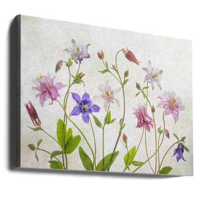 Columbine Floral Art Canvas Print Wall Art 1X1474479 - ART FEVER - Art Fever