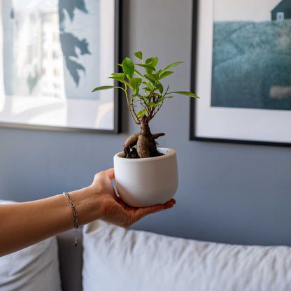 CONCRETE BIG DOLPHIN POT - Gloria Home - Art Fever