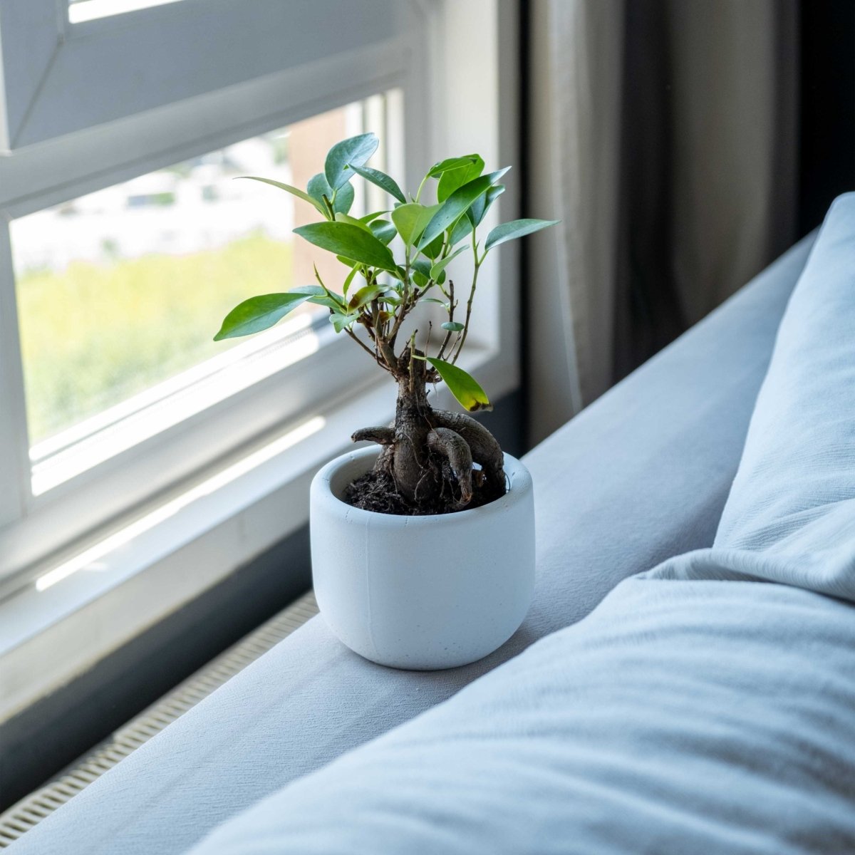 CONCRETE BIG DOLPHIN POT - Gloria Home - Art Fever