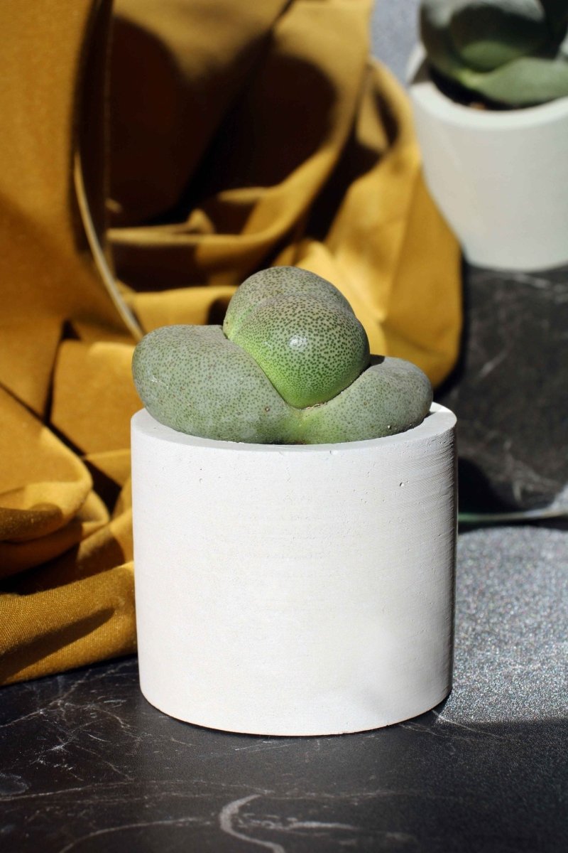 CONCRETE CYLINDER TEALIGHT HOLDER, CONCRETE CYLINDER POT - Gloria Home - Art Fever