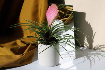 CONCRETE TOOTHBRUSH HOLDER - Gloria Home - Art Fever