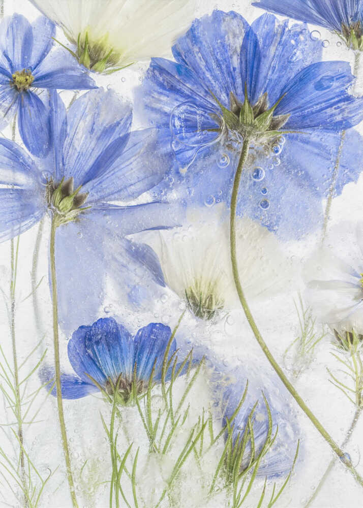Cosmos blue Canvas Print Wall Art 1X1385163 - ART FEVER - Art Fever
