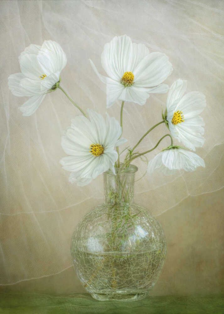 Cosmos breeze Canvas Print Wall Art 1X47057 - ART FEVER - Art Fever