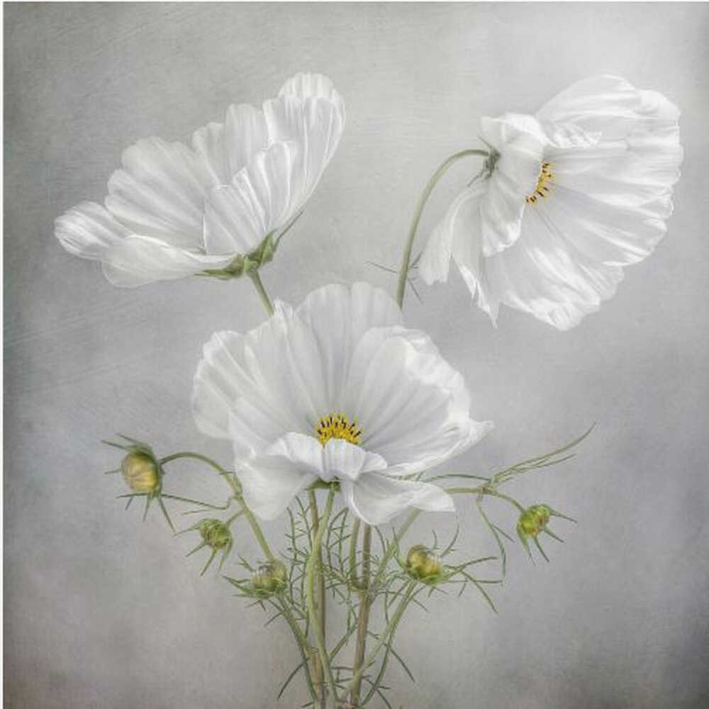 Cosmos Charm Canvas Print Wall Art 1X46185 - ART FEVER - Art Fever