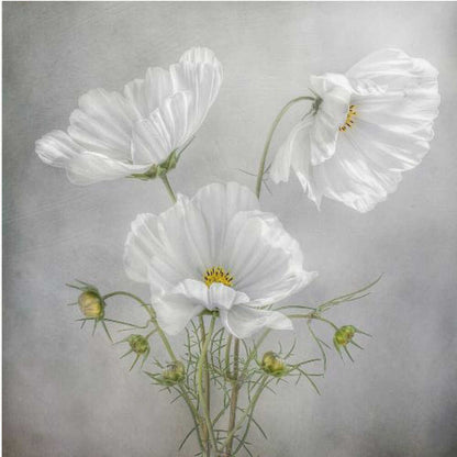 Cosmos Charm Canvas Print Wall Art 1X46185 - ART FEVER - Art Fever