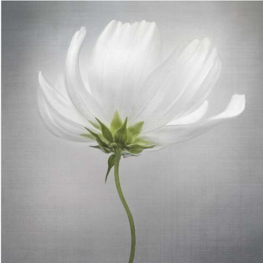 Cosmos Still Life Canvas Print Wall Art 1X1597721 - ART FEVER - Art Fever