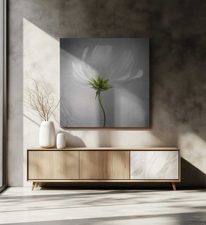 Cosmos Still Life Canvas Print Wall Art 1X1597721 - ART FEVER - Art Fever