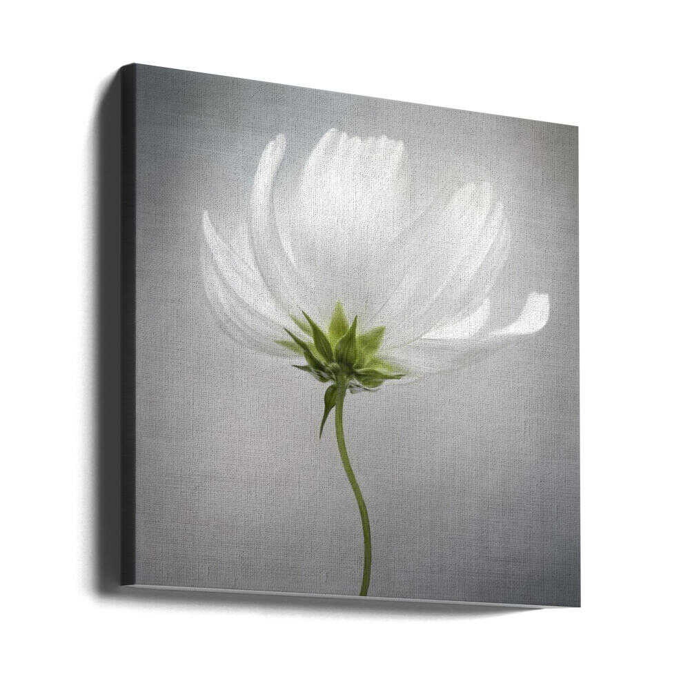Cosmos Still Life Canvas Print Wall Art 1X1597721 - ART FEVER - Art Fever