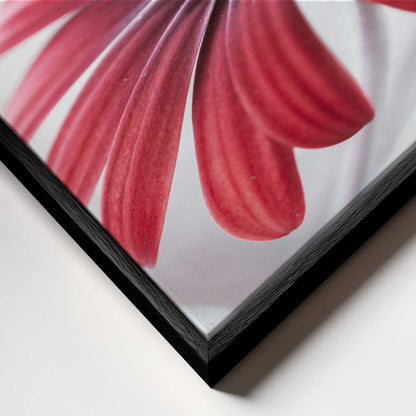 Daisy Floral Canvas Print Wall Art 1X1588105 - ART FEVER - Art Fever