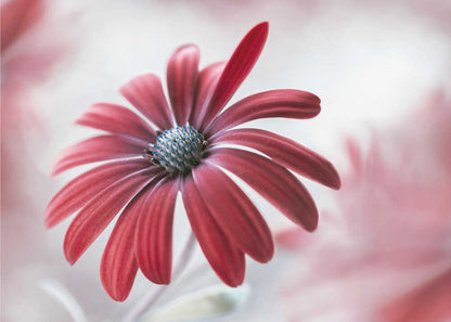 Daisy Floral Canvas Print Wall Art 1X1588105 - ART FEVER - Art Fever