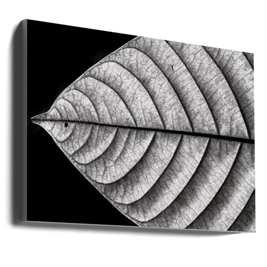 Dry Fish - Leaf Close Up Black & White Photography Canvas Print Picture Wall Art - 1X799781 - Art Fever - Art Fever