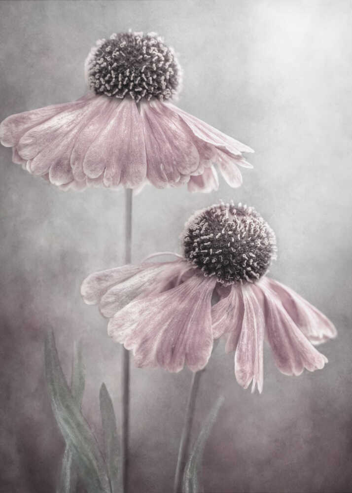 Duet Helenium Floral Canvas Print Wall Art 1X1532222 - ART FEVER - Art Fever