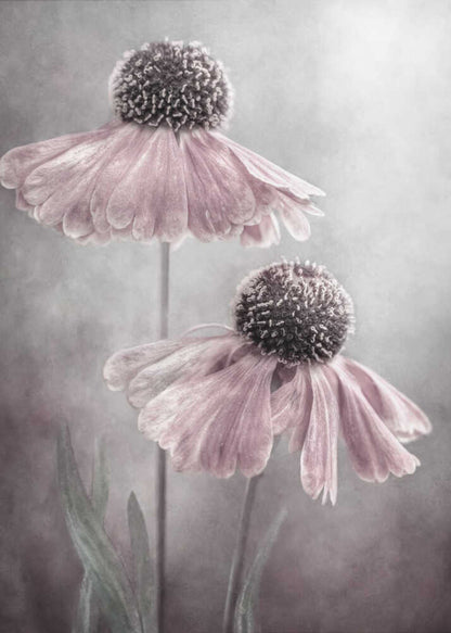 Duet Helenium Floral Canvas Print Wall Art 1X1532222 - ART FEVER - Art Fever