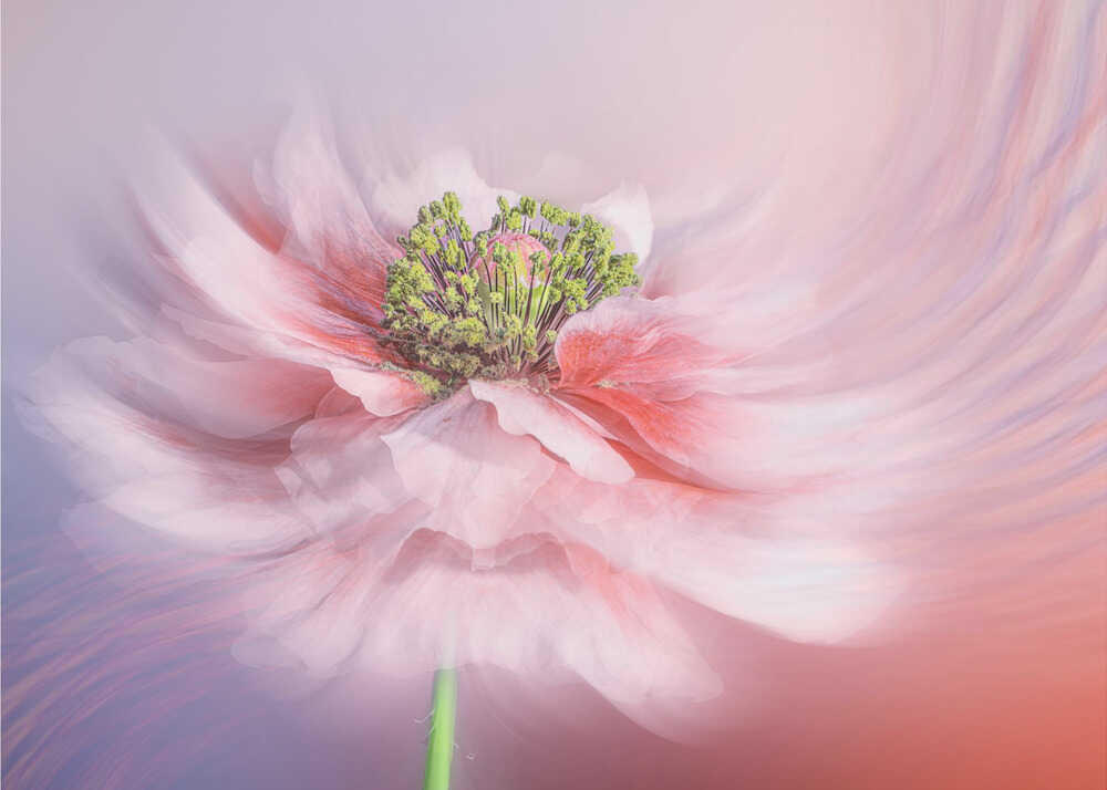 Ethereal Swirling Flower Canvas Print Wall Art 1X3250557 - ART FEVER - Art Fever