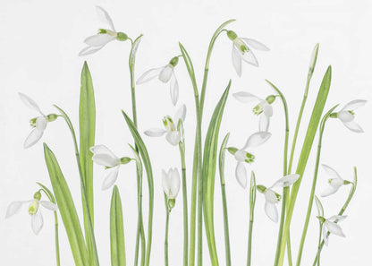First Snowdrops Canvas Print Wall Art 1X1288497 - ART FEVER - Art Fever
