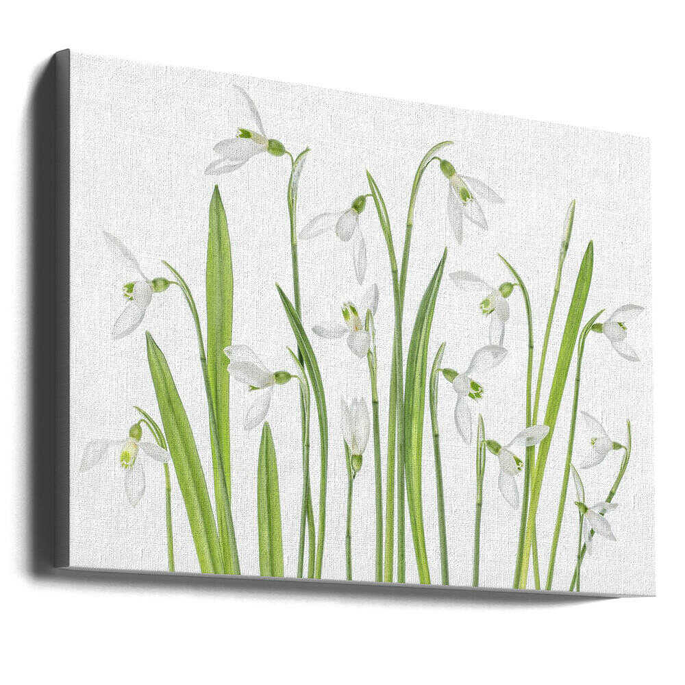 First Snowdrops Canvas Print Wall Art 1X1288497 - ART FEVER - Art Fever