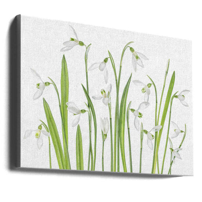 First Snowdrops Canvas Print Wall Art 1X1288497 - ART FEVER - Art Fever