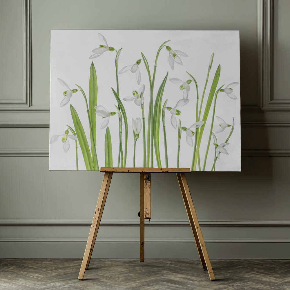 First Snowdrops Canvas Print Wall Art 1X1288497 - ART FEVER - Art Fever