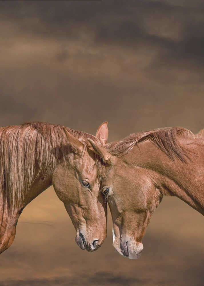 Gentle Horse Connection Canvas Print Wall Art 1X3354332 - ART FEVER - Art Fever