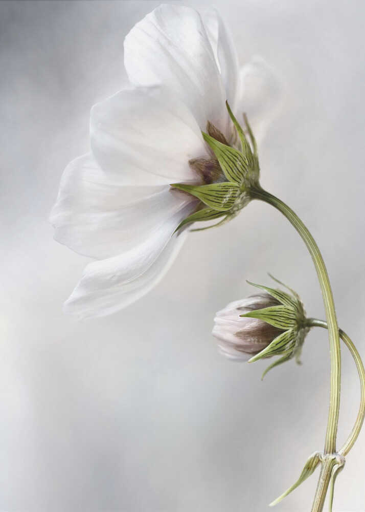 Heavenly Cosmos Canvas Print Wall Art 1X380627 - ART FEVER - Art Fever