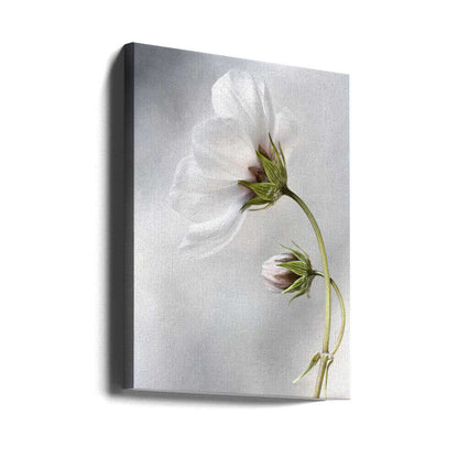 Heavenly Cosmos Canvas Print Wall Art 1X380627 - ART FEVER - Art Fever