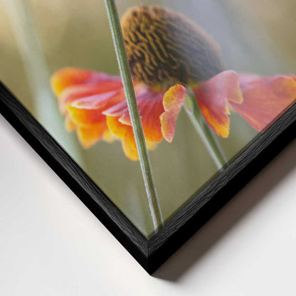 Helenium Floral Art Canvas Print Wall Art 1X1561168 - ART FEVER - Art Fever