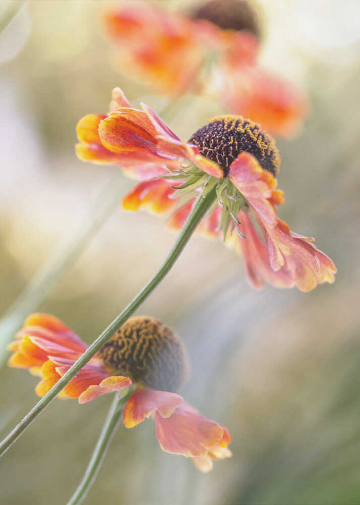 Helenium Floral Art Canvas Print Wall Art 1X1561168 - ART FEVER - Art Fever