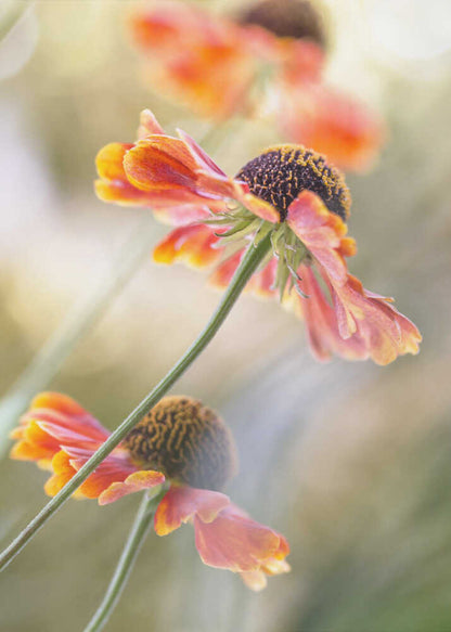 Helenium Floral Art Canvas Print Wall Art 1X1561168 - ART FEVER - Art Fever