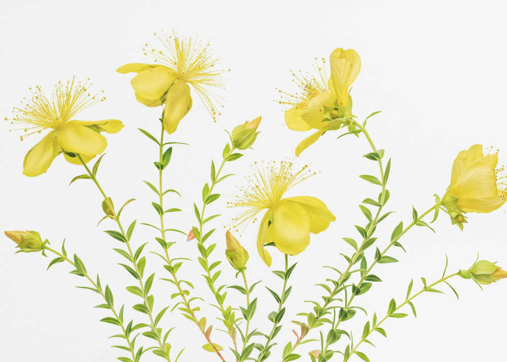 Hypericum Canvas Print Wall Art 1X1879754 - ART FEVER - Art Fever