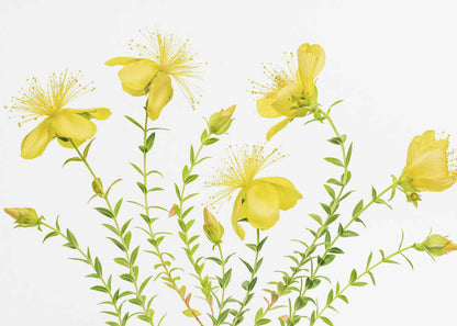 Hypericum Canvas Print Wall Art 1X1879754 - ART FEVER - Art Fever