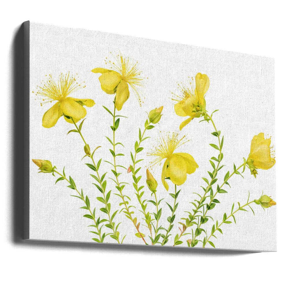 Hypericum Canvas Print Wall Art 1X1879754 - ART FEVER - Art Fever