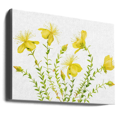 Hypericum Canvas Print Wall Art 1X1879754 - ART FEVER - Art Fever