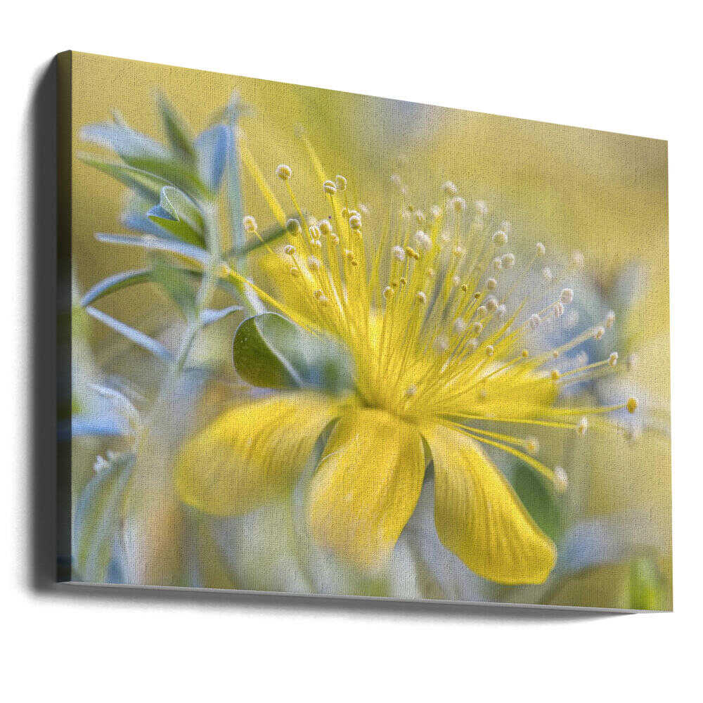 Hypericum Flower Canvas Print Wall Art 1X1599449 - ART FEVER - Art Fever
