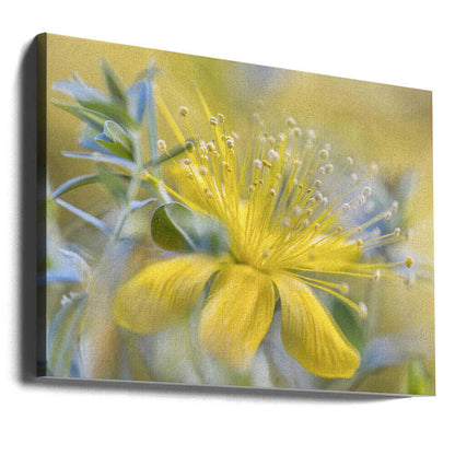 Hypericum Flower Canvas Print Wall Art 1X1599449 - ART FEVER - Art Fever