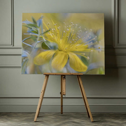 Hypericum Flower Canvas Print Wall Art 1X1599449 - ART FEVER - Art Fever