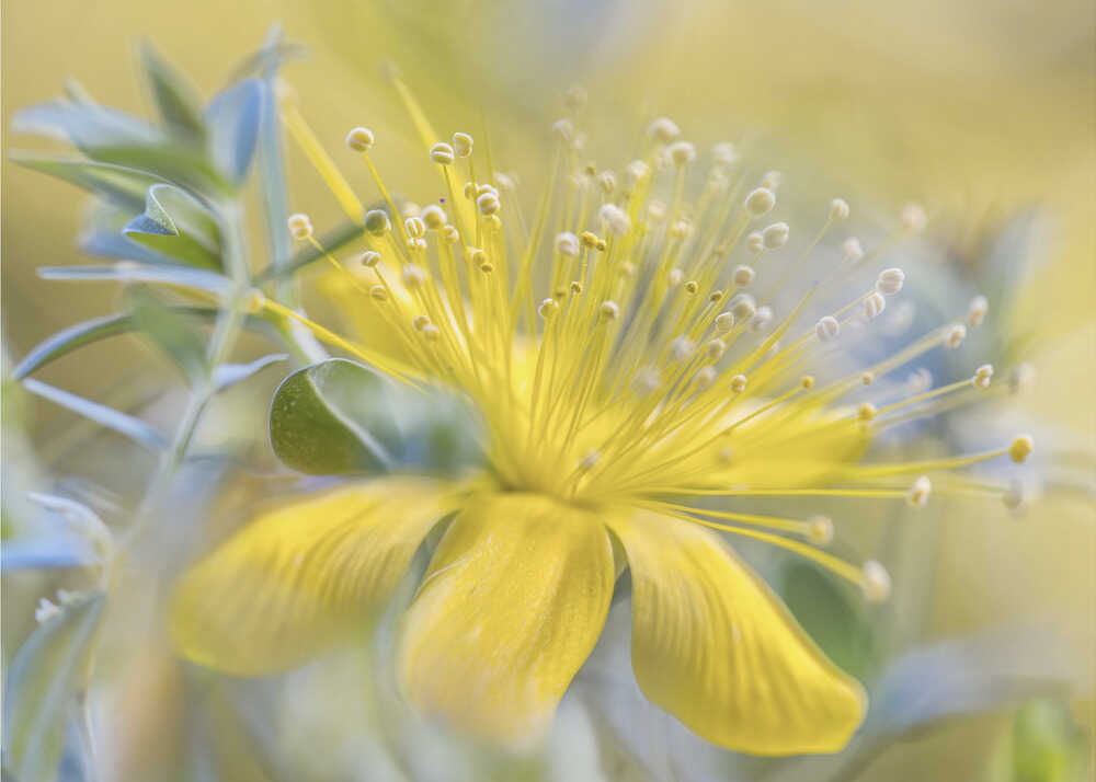 Hypericum Flower Canvas Print Wall Art 1X1599449 - ART FEVER - Art Fever