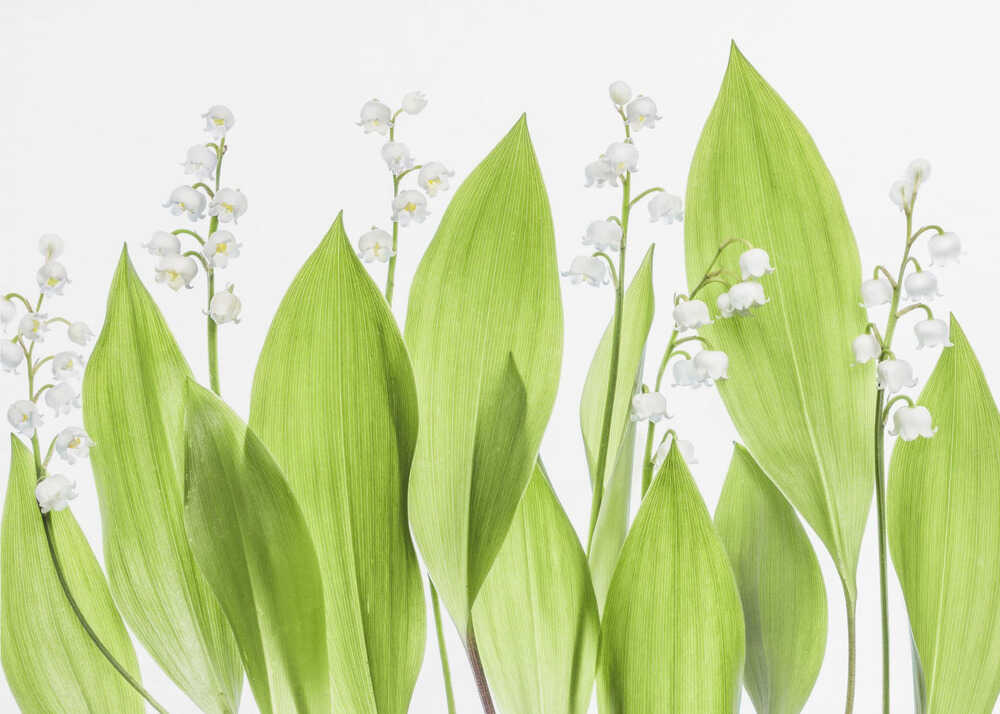Lily of the valley Canvas Print Wall Art 1X1331500 - ART FEVER - Art Fever