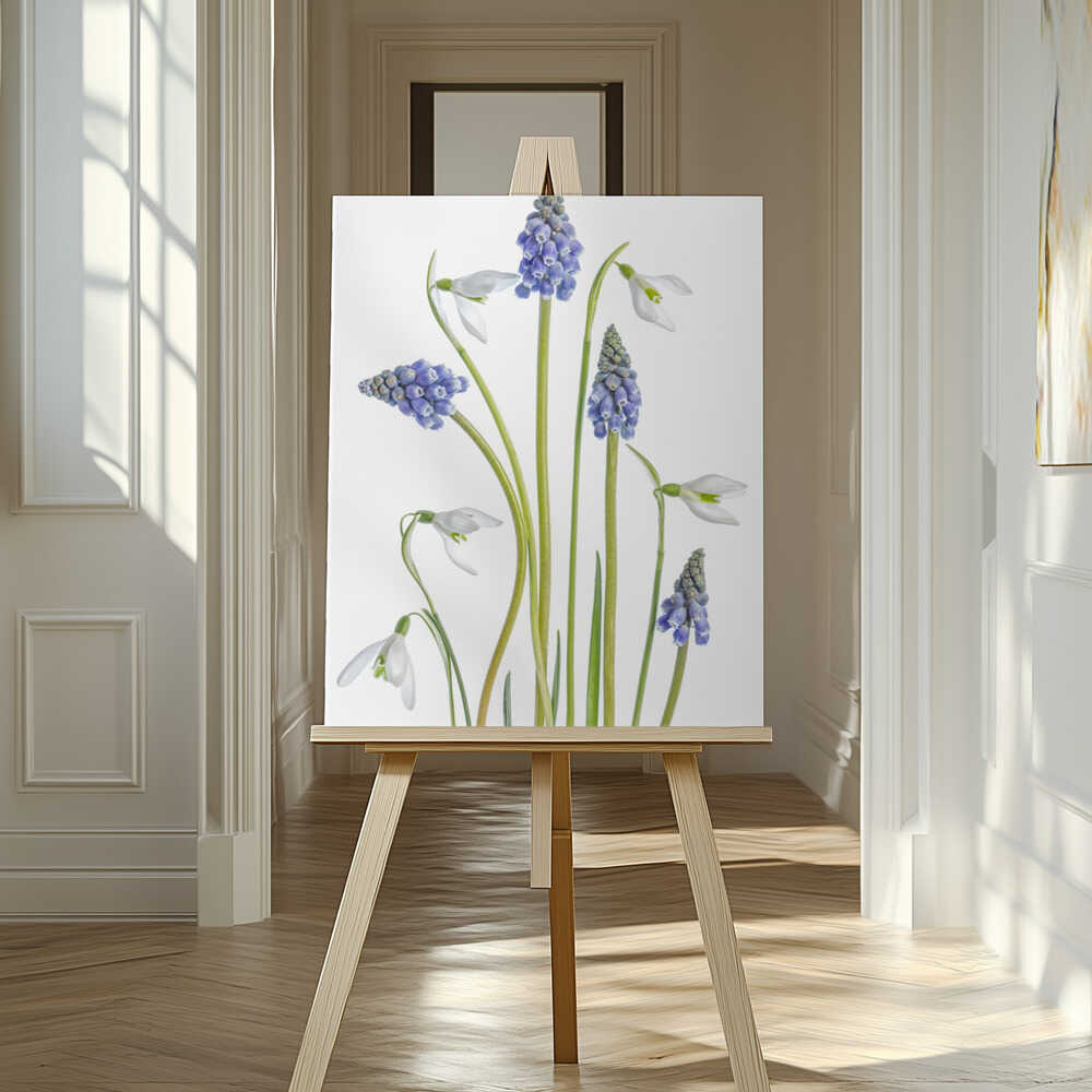 Muscari and Galanthus Canvas Print Wall Art 1X1119923 - ART FEVER - Art Fever