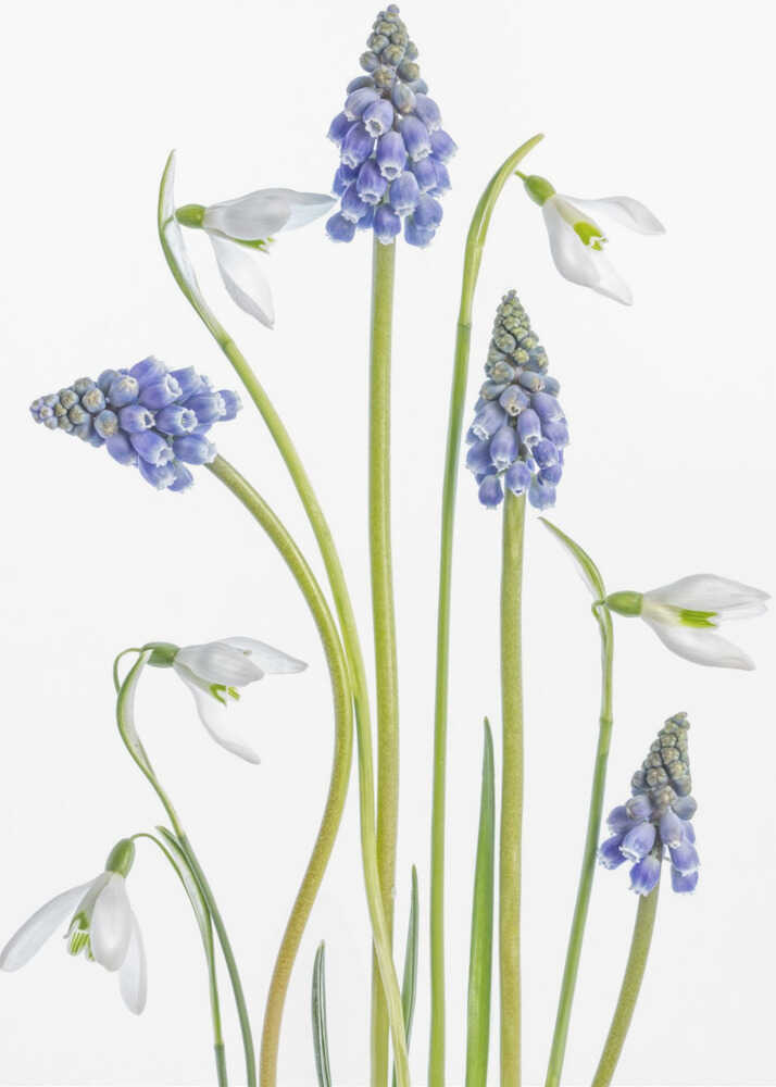 Muscari and Galanthus Canvas Print Wall Art 1X1119923 - ART FEVER - Art Fever