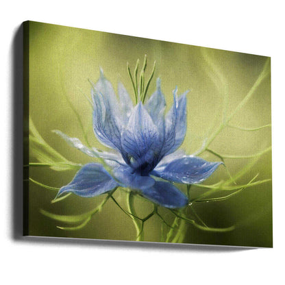 Nigella Canvas Print Wall Art 1X56246 - ART FEVER - Art Fever